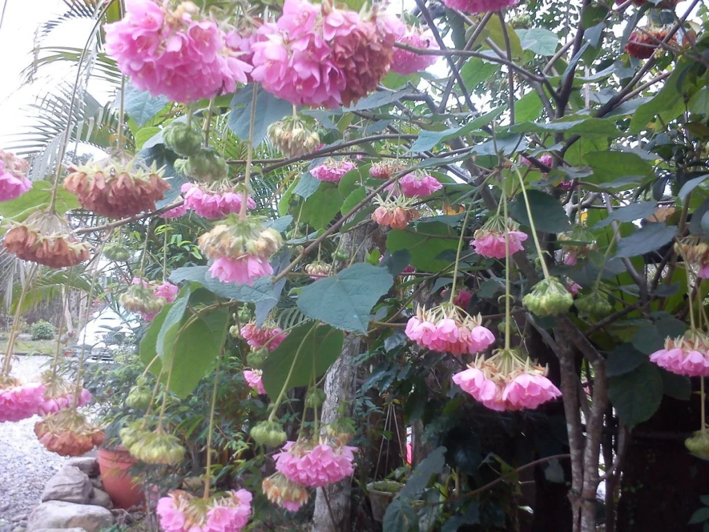 Zhen Shan Zhuang B&B