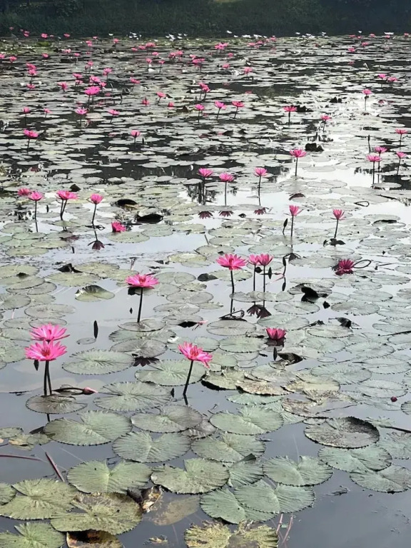 Waterlily Resort Sreemangal