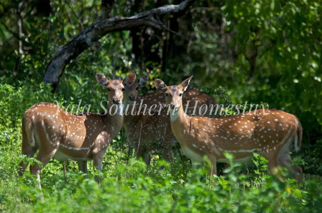 Yala Southern Homestay
