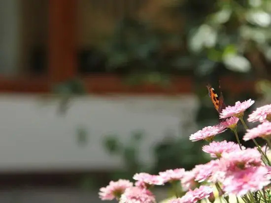 Lijiang Yunqi Holiday Guesthouse