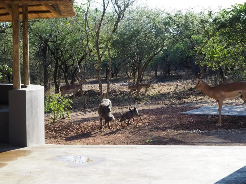 Pata Pata House