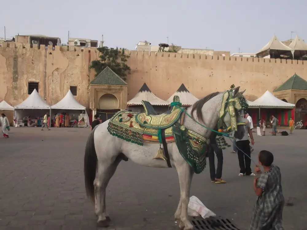 Riad AlKATIB Meknès