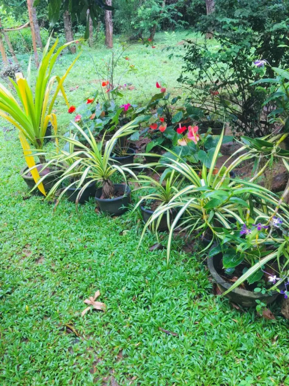 Mama Daisy's Homestay Rekawa.