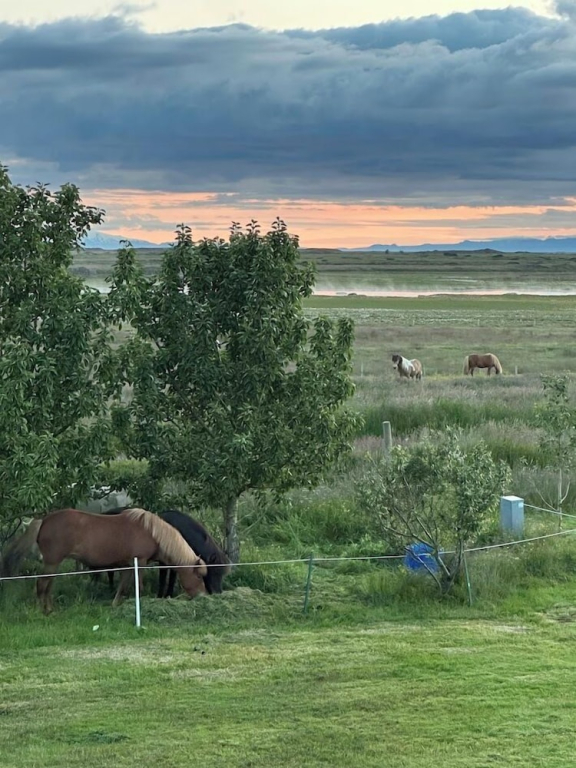 Selið Farm Stay - Family run guesthouse close to Borgarnes