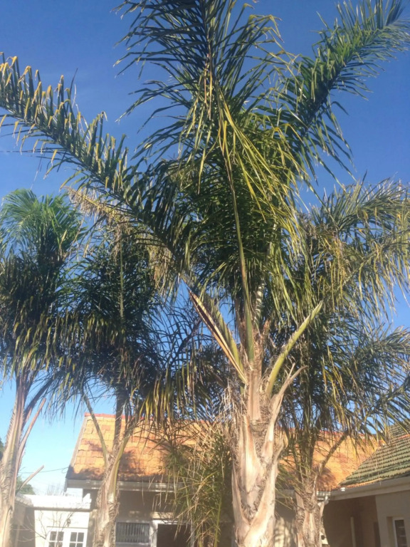 The Palm