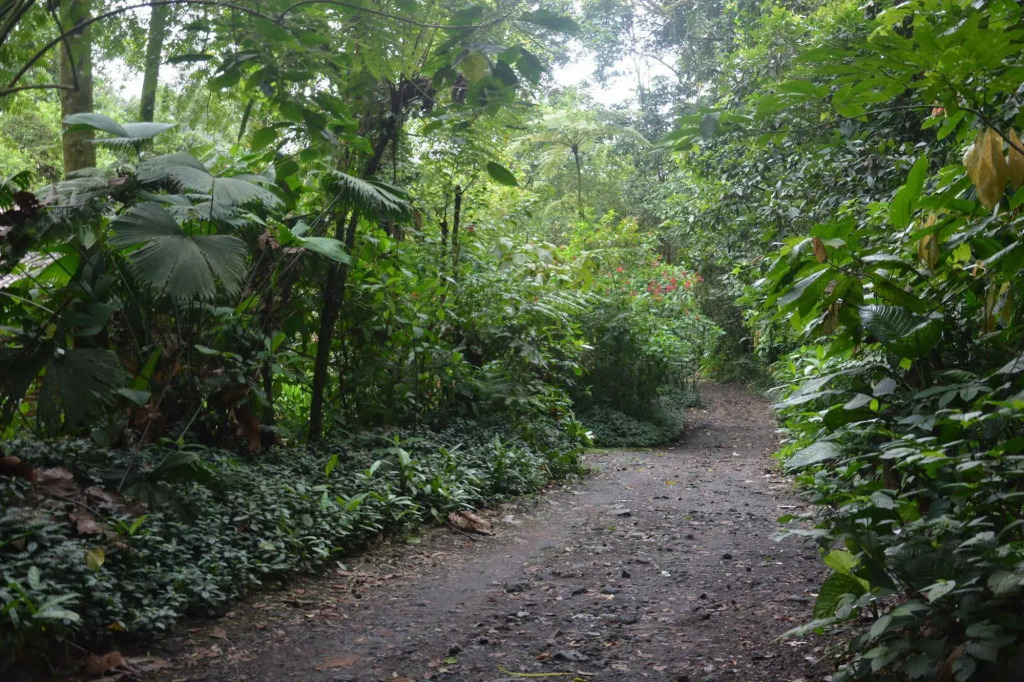 Arenal Oasis Eco Lodge & Wildlife Refuge