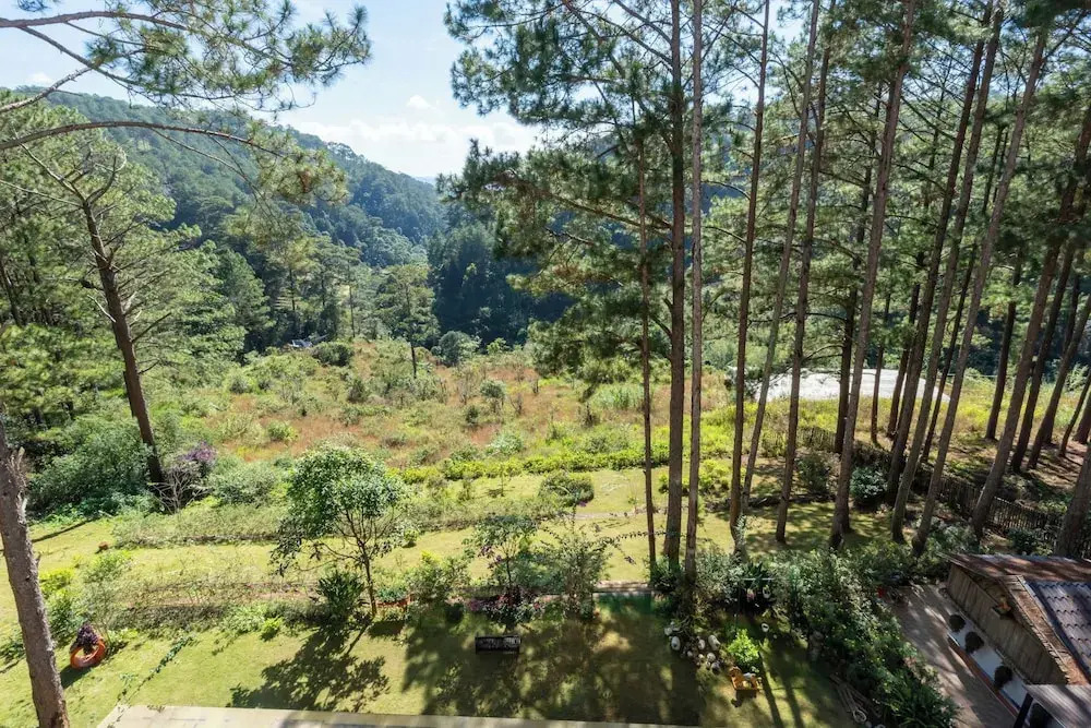 Mimosa Forest