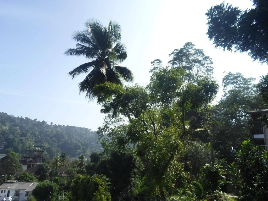 Kandy Hills