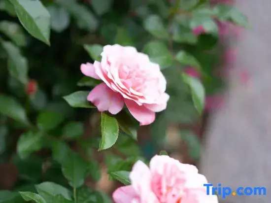 Ting Hua • 360° Ancient Town View Resort (Lijiang Ancient Town Branch)