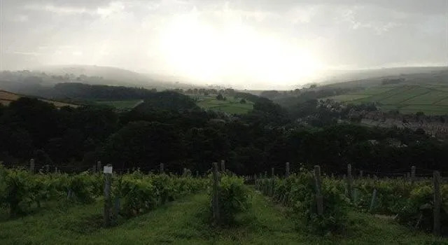 Holmfirth Vineyard