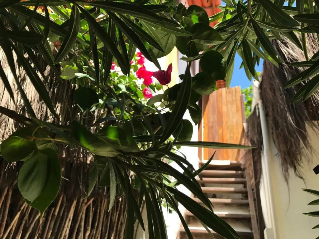 Casa Bougainvilla
