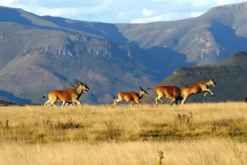 Samara Karoo Reserve