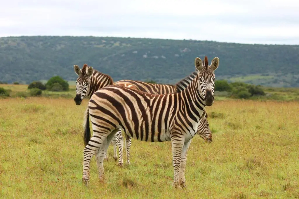 Leeuwenbosch Shearers Lodge - Amakhala Game Reserve