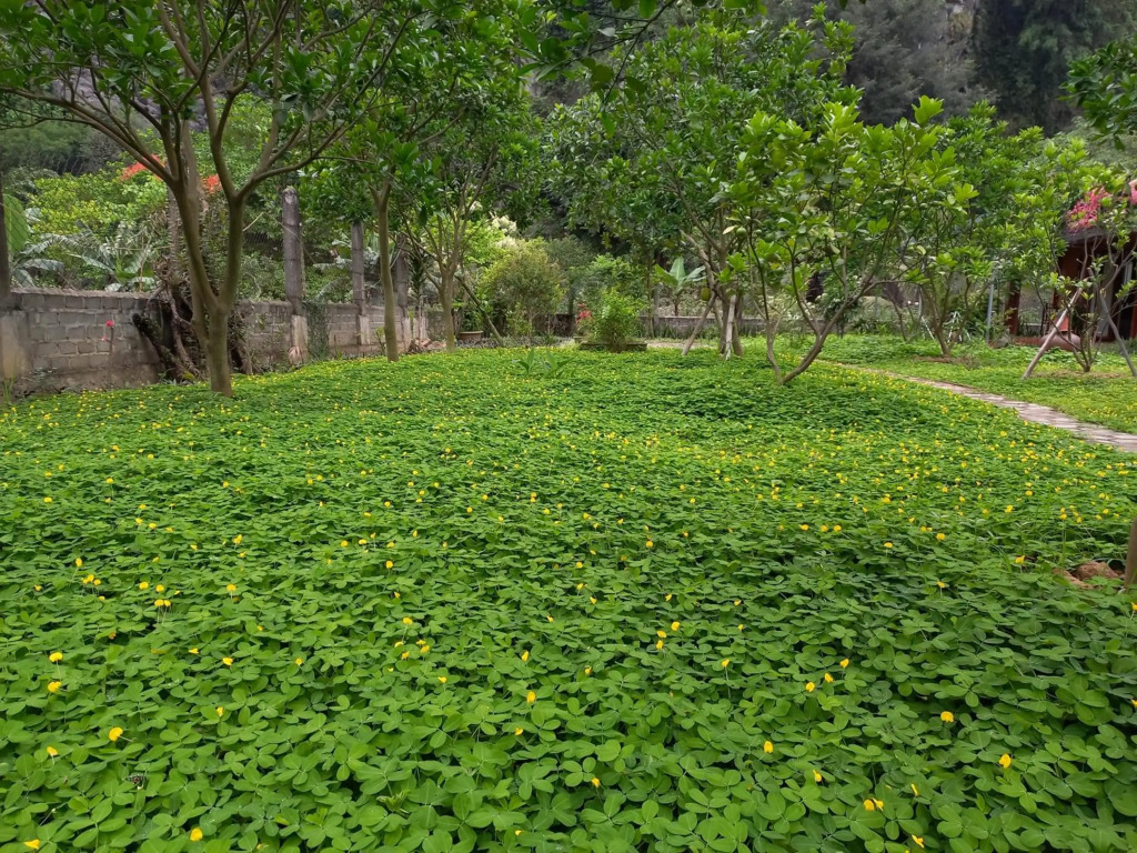Yen Binh Homestay