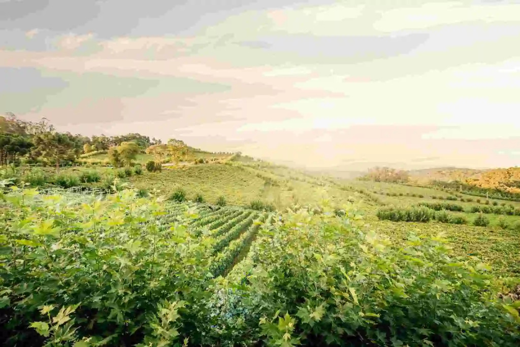 Pipas Terroir & Domos Perlage - Experiências Únicas no Vale dos Vinhedos