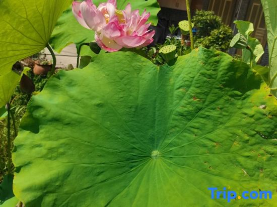 Jinyunxin Guitianyuan Homestay