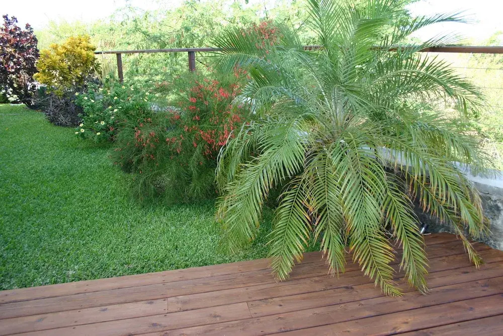 Araucaria