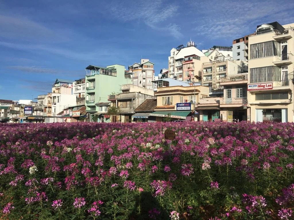 Pine Hill Homestay Dalat