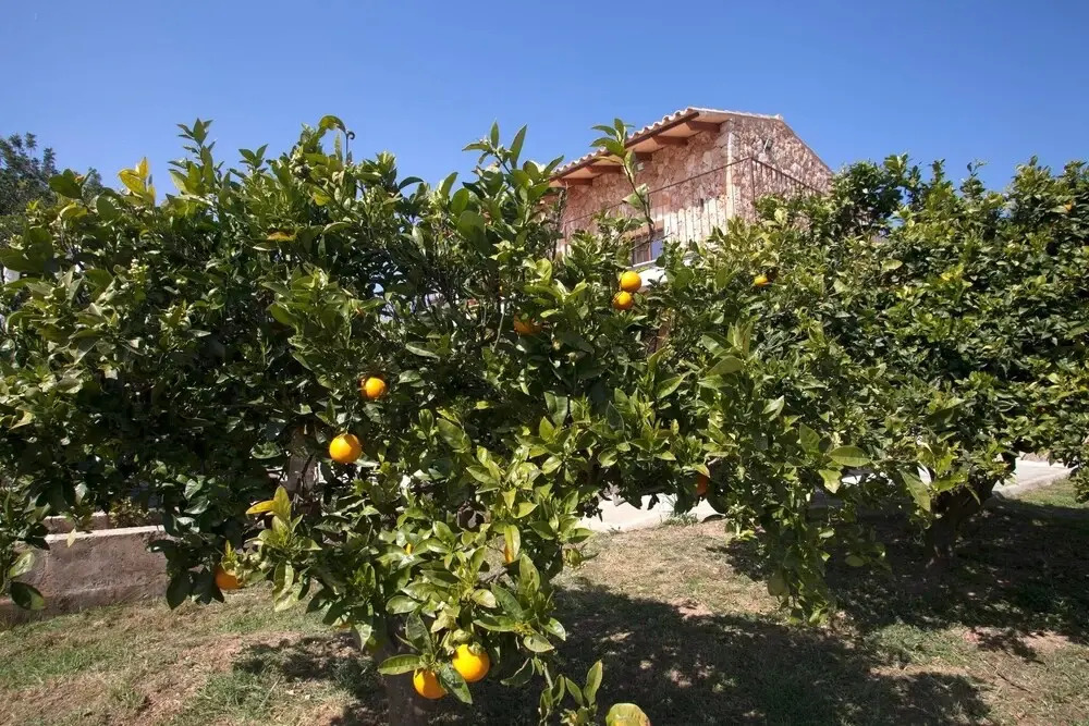Villa Sa Rapita Familiar