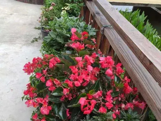 Shanghai Jingping Homestay