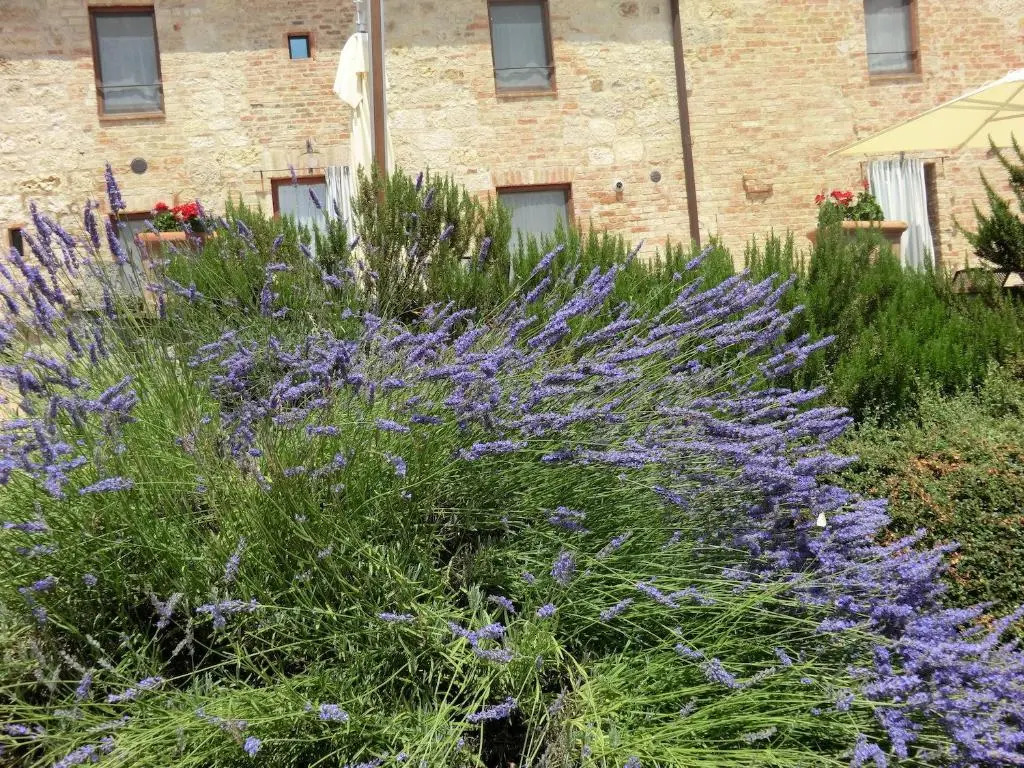 La Pieve di San Martino Girasole & Gelsomino Apartments