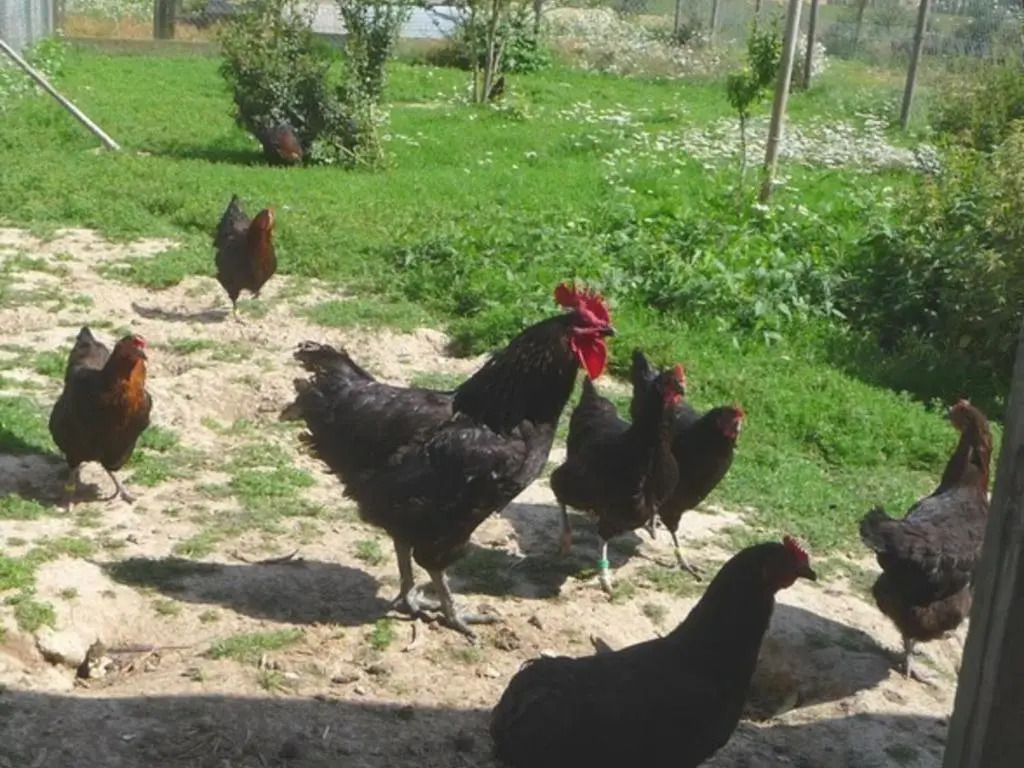 Gîte Tourangeau près de Loches avec Cheminée et Jardin - FR-1-381-40