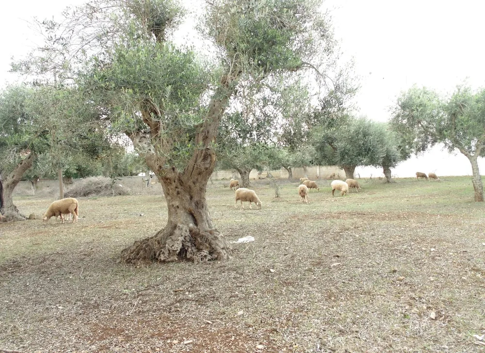 Welcome to Alberobello