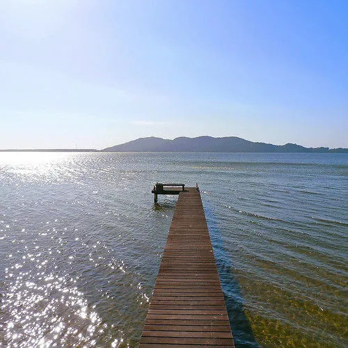 Girassóis da Lagoa