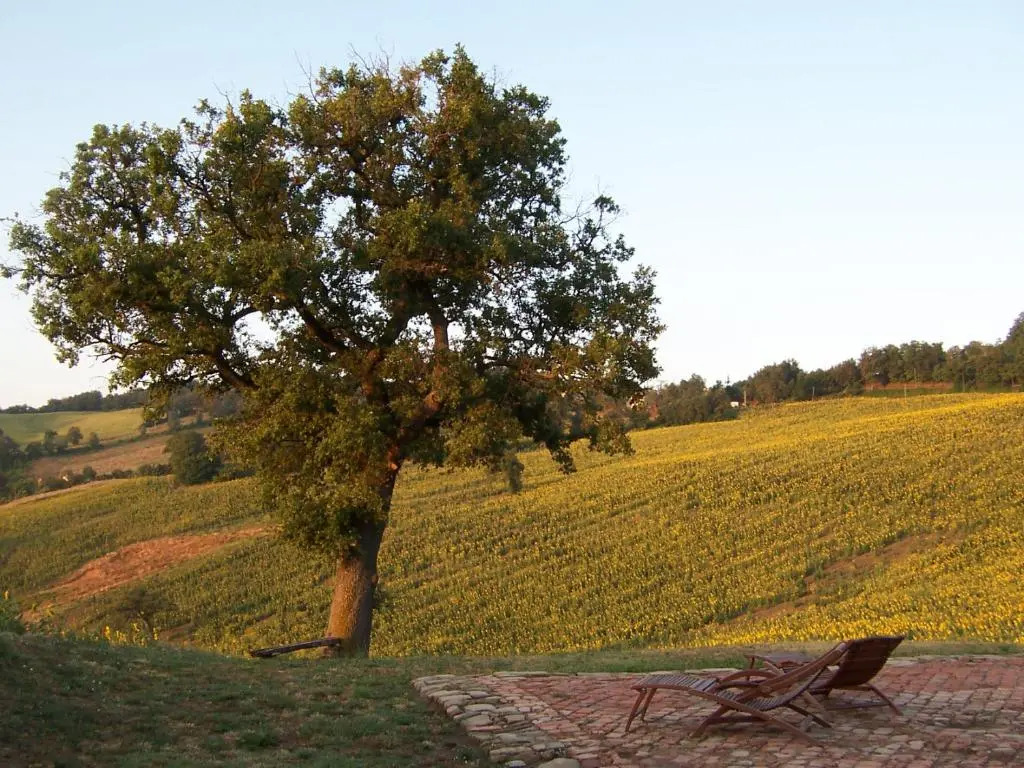 Podere Del Fagiano