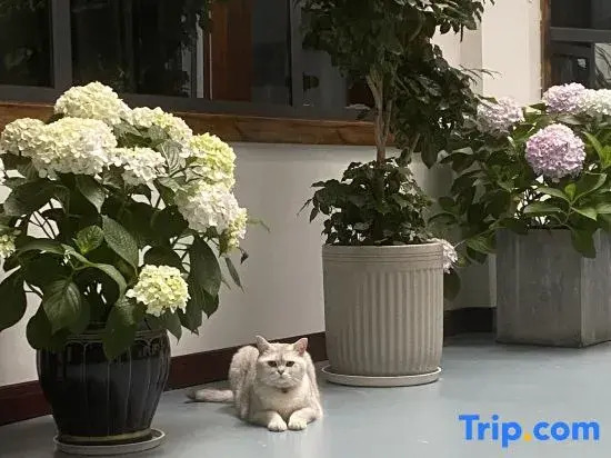 Zhangjiajie Borui Courtyard Hotel (Tianmen Mountain)