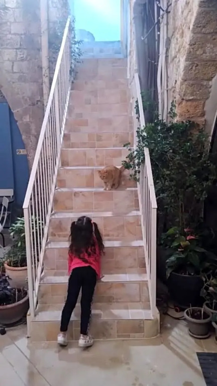 تاج عكا Taj Akko