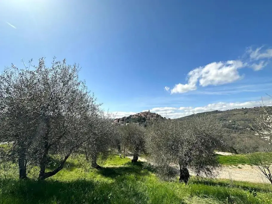 Le piccole Vigne (Vignine)