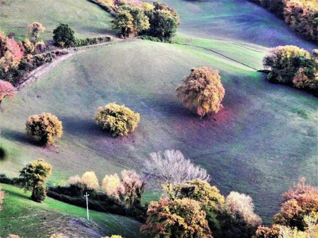 Da Franca