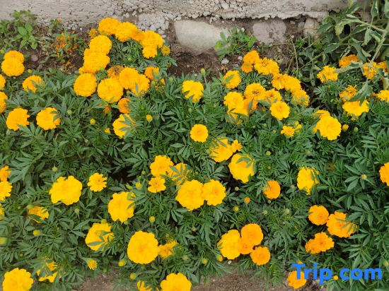 Narati Xixia Green Field Homestay