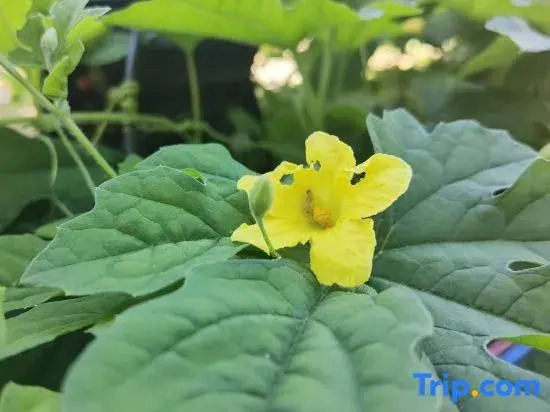 Tianjin Kaixinju Homestay (Moyu Camp)