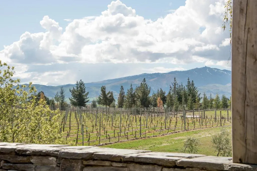 Grey Ridge Vineyard Experience