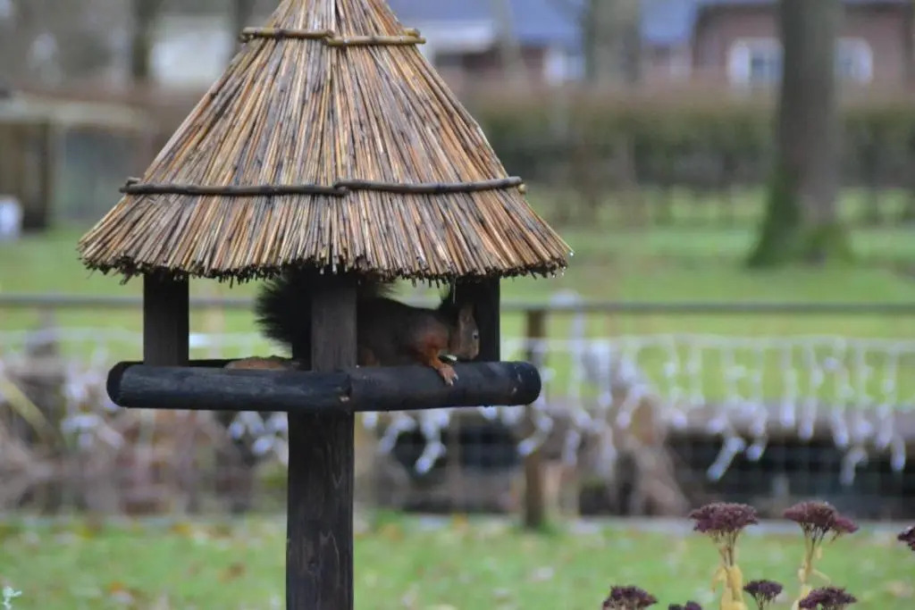 reiger