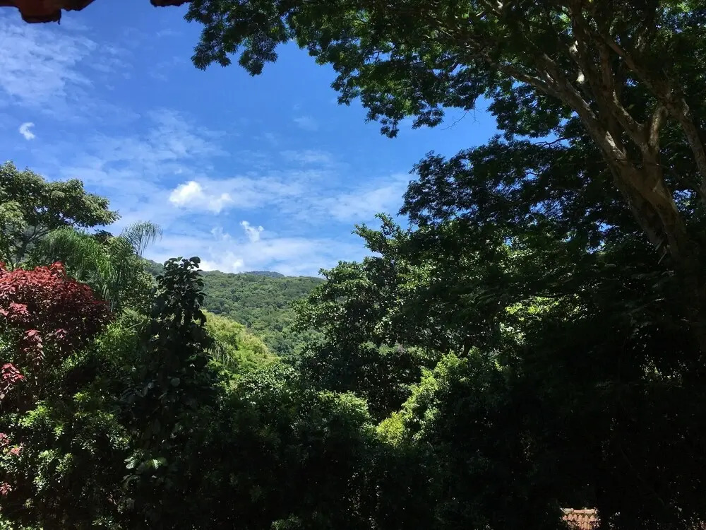 Aratinga inn