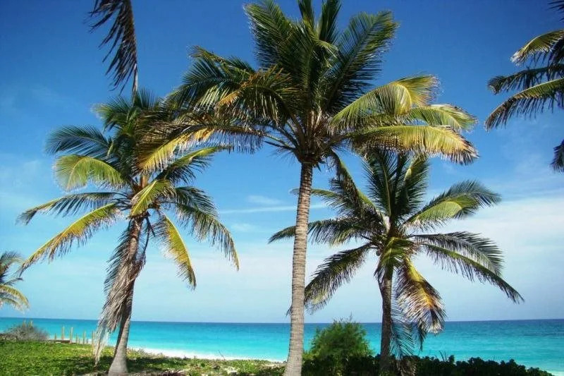 Villa Iguana