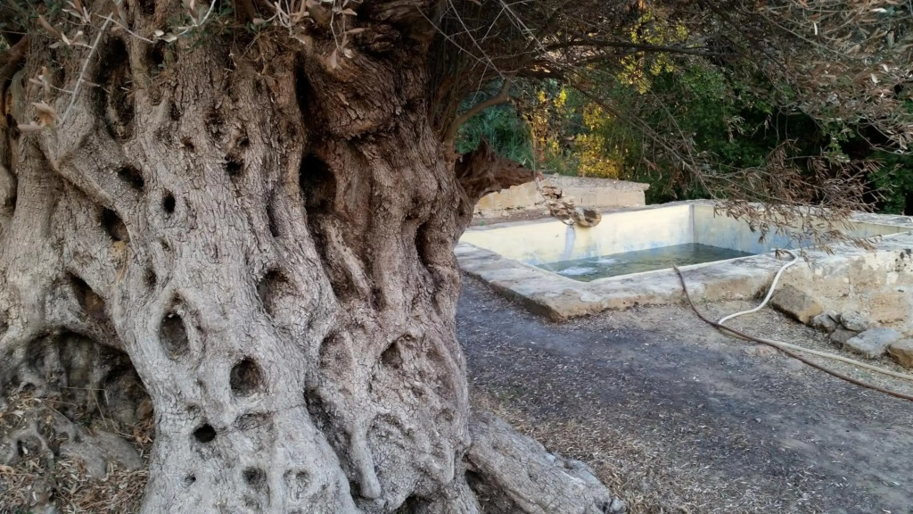 Villa "Gli Ulivi di Atena"