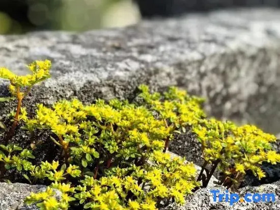 Pingtan Hawthorn Tree Love Chinese Inn (Longwangtou Beach)