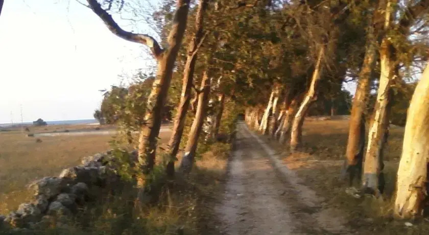 Oasi Del Fico