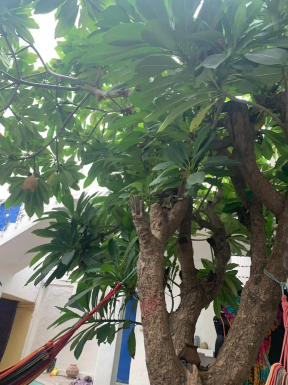 Shiva Guest House