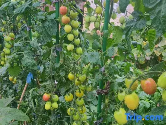 Longyuan Shinan 530 Rural Homestay