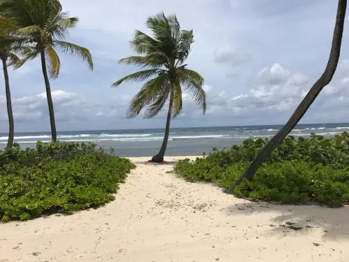 Palms at Pelican Cove