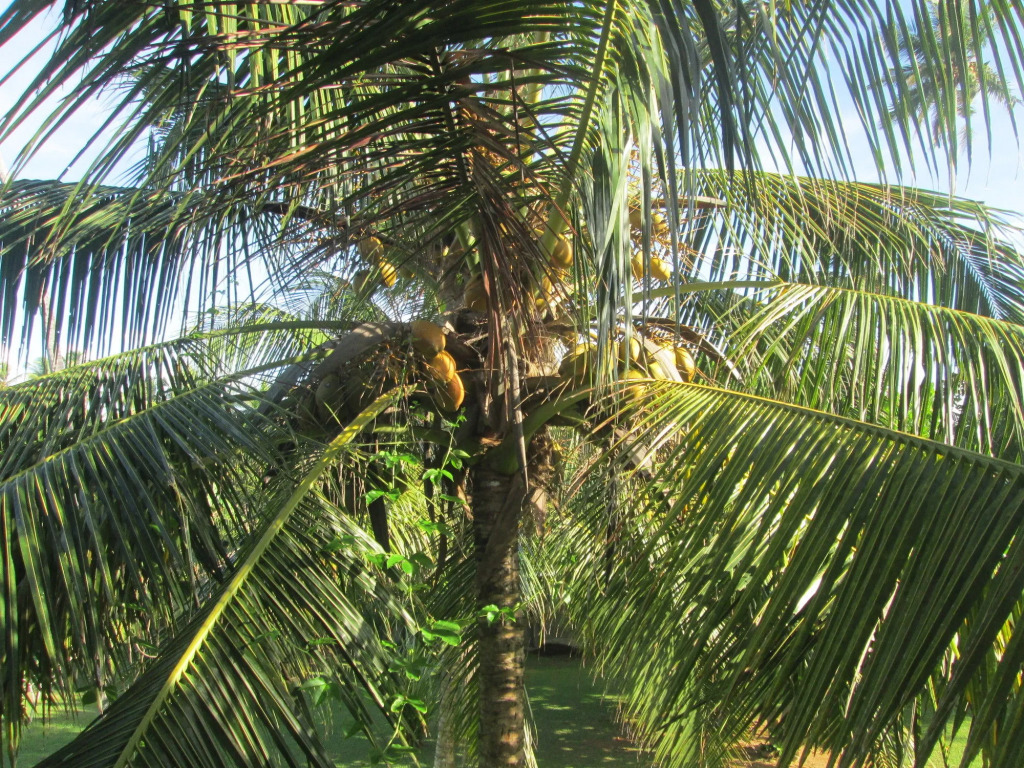 Raja Beach Hotel