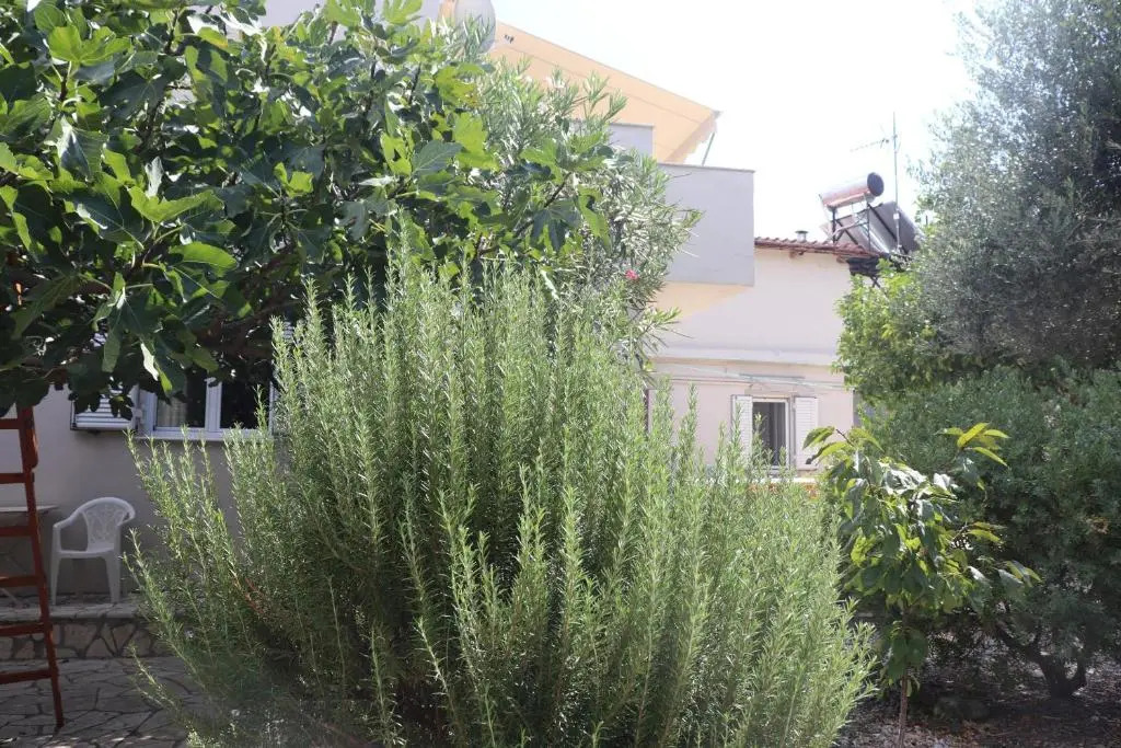 Meraki