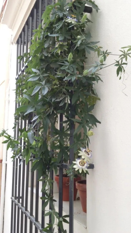 Sevilla Embassy All i-n eed