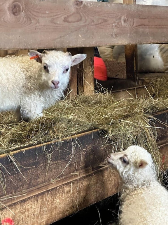Selið Farm Stay - Family run guesthouse close to Borgarnes