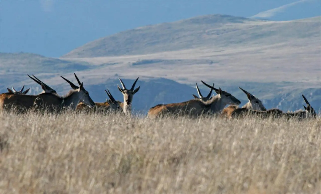 Mount Camdeboo Private Game Reserve by NEWMARK